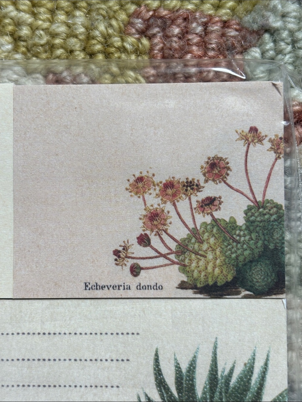 Cavallini &Co. Sticky Notes Succulents NWT 300 count 5 separate sticky note pads - Picture 6 of 16